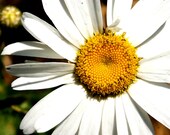 Heirloom Seeds, Flower Seeds, Shasta Daisy Seeds, organic seeds from our farm in handmade seed packets, spring gardener