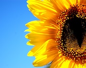 Heirloom Seeds Flower Seeds, Hopi Dye Sunflower seeds, organic seeds in handmade seed packets