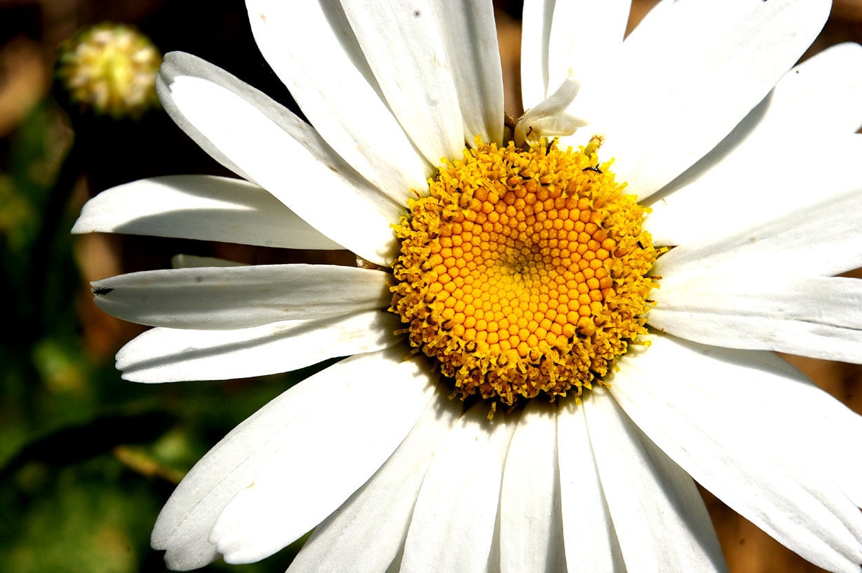 Heirloom Seeds, Flower Seeds, Shasta Daisy Seeds, organic seeds from our farm in handmade seed packets, spring gardener