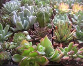 Succulent Plants, 12 Rooted Plants, Great For Terrarium Projects, Gardens, Table Decor, Wedding Favors, Centerpieces