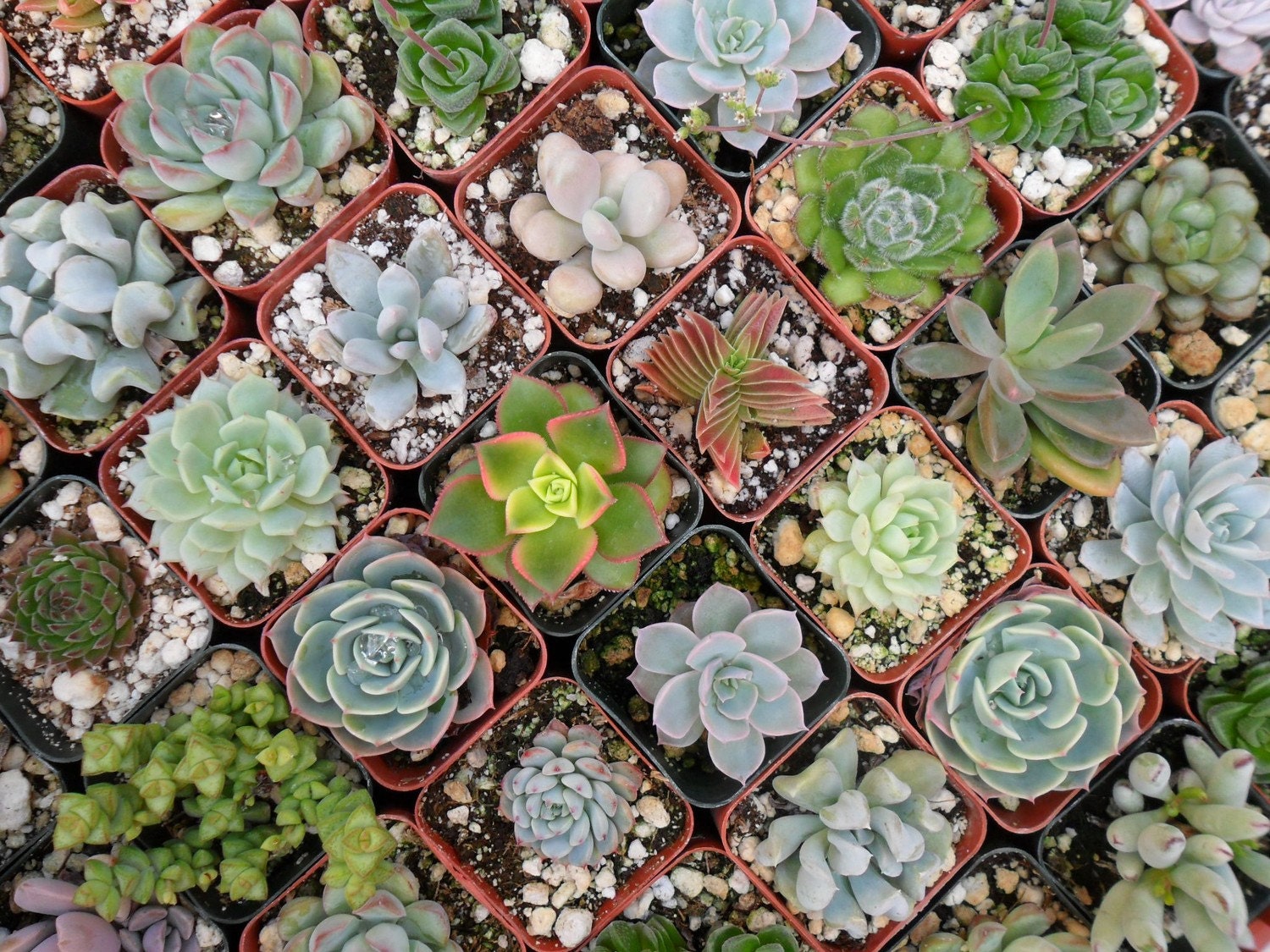 12 Succulent Plants, Great For Terrarium , Wedding Favors, Cake Decoration, Baby Shower Or Other Special Event