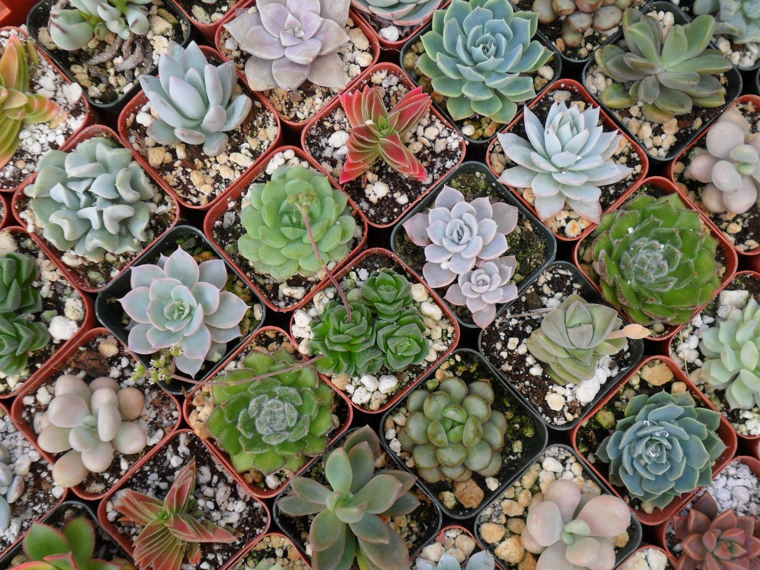 A Collection Of 18 Succulent Plants, Great For Terrarium Projects, Wedding Favors, Bridal Showers and More