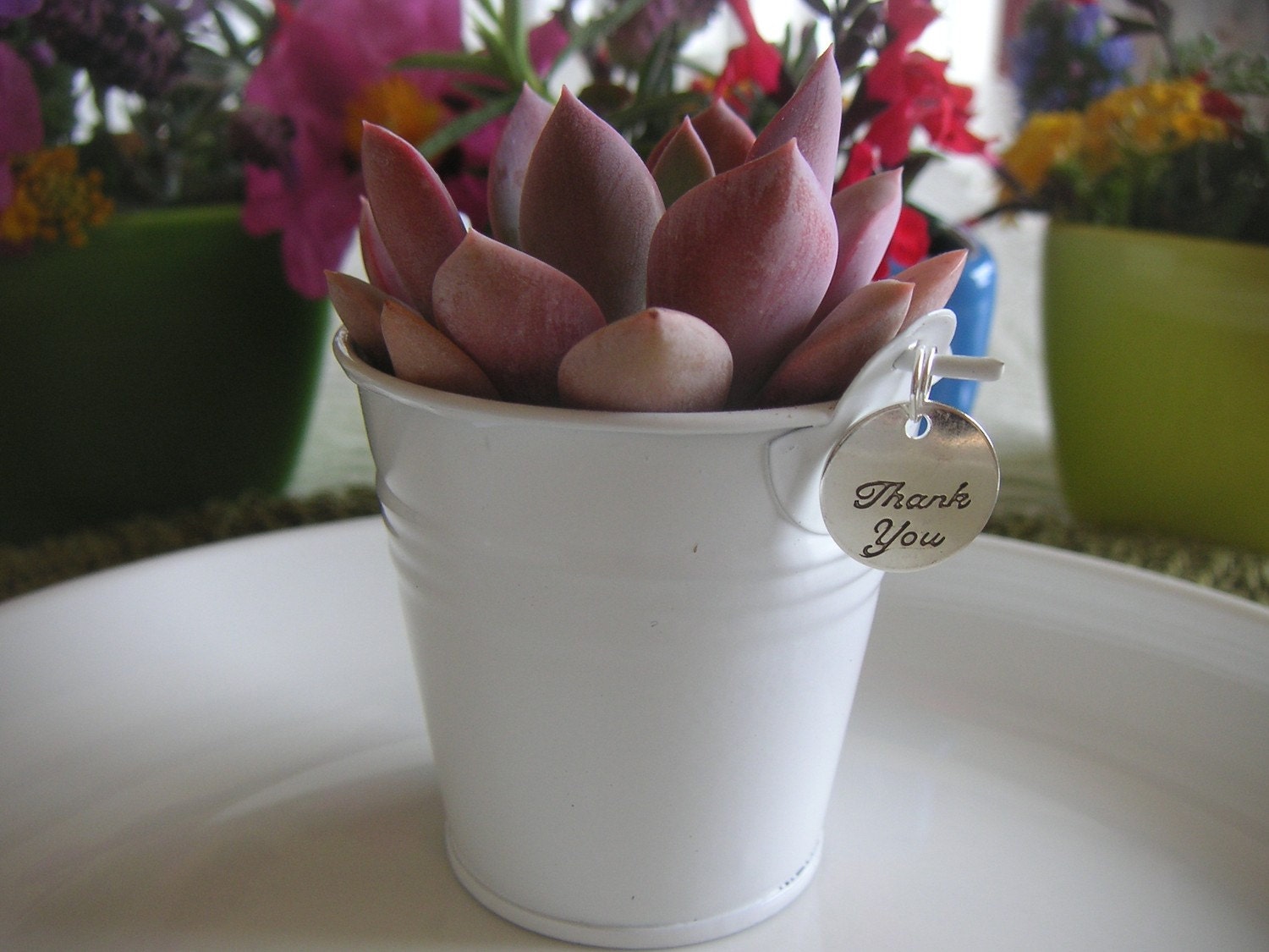 Succulents Galore, A Collection Of 20 Succulents, White Pails And A Charm, Wedding, Shower Favors