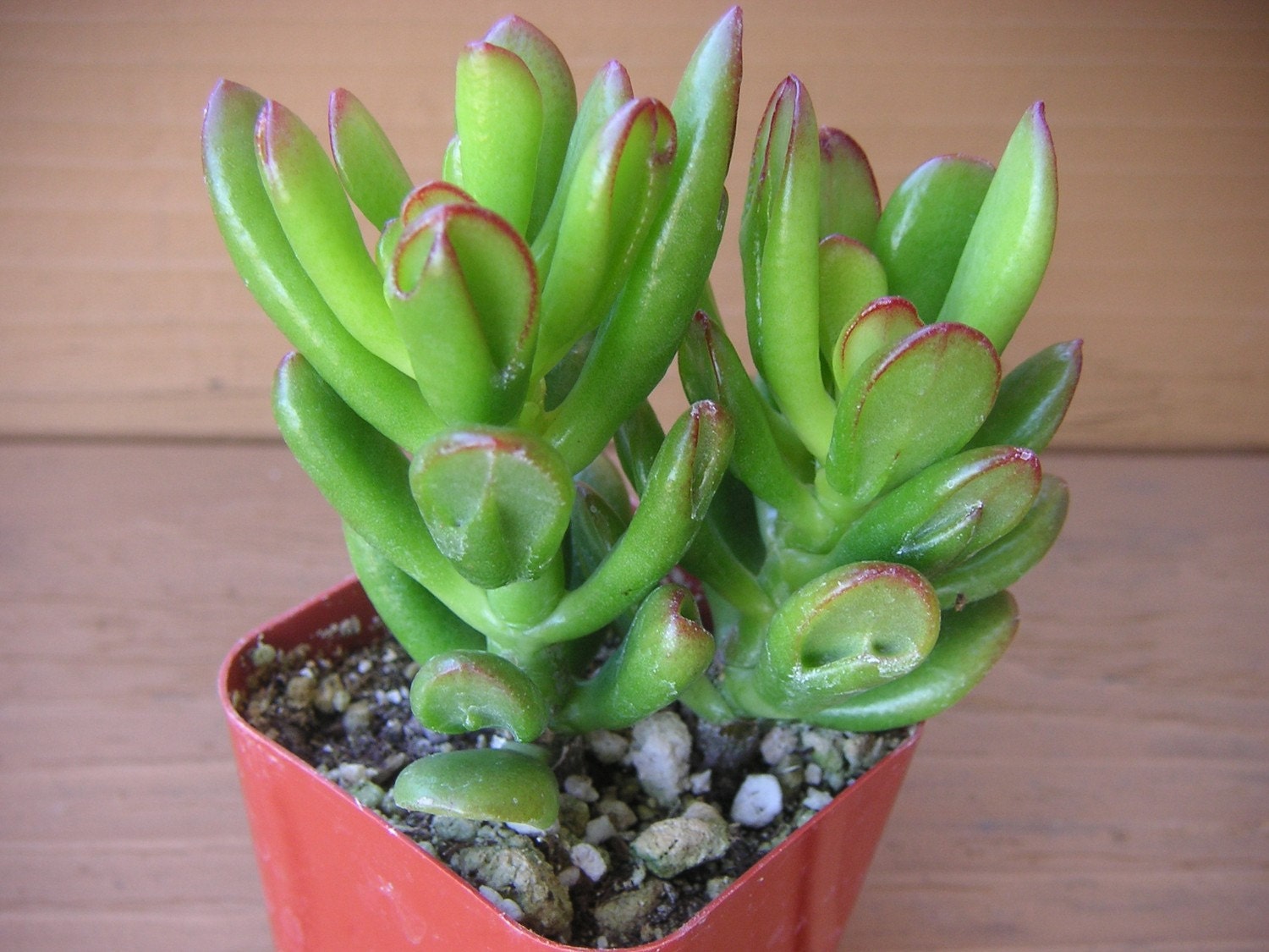 Finger Jade Succulent, Crassula Ovata