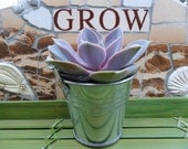 3 Succulent Favors And Silver Pails, Rustic Wedding And Party Favors, Special Event