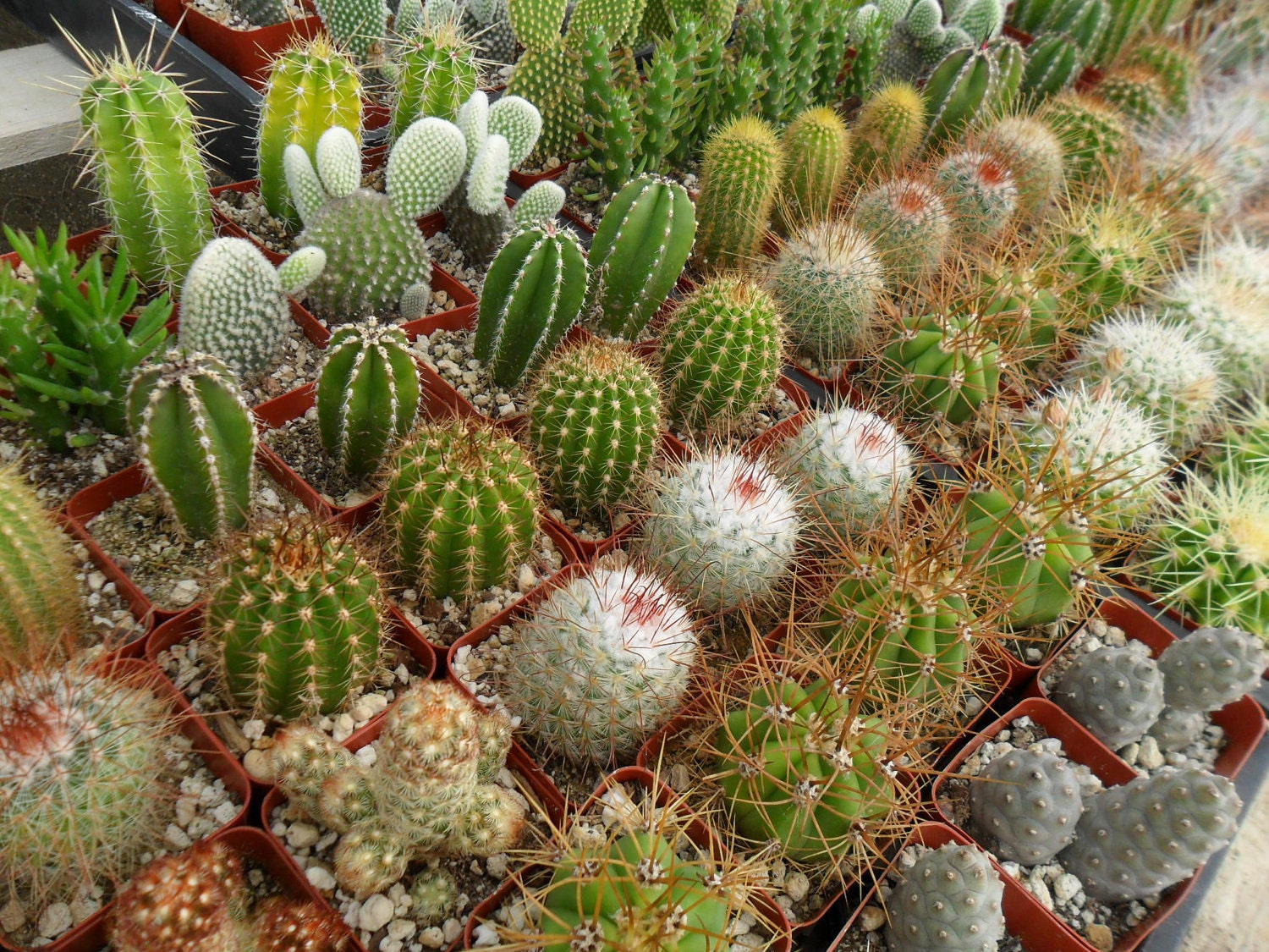 A Collection Of 6 Cacti And Succulent Plants, Perfect For A Margarita Party, Southwest Wedding, Centerpiece