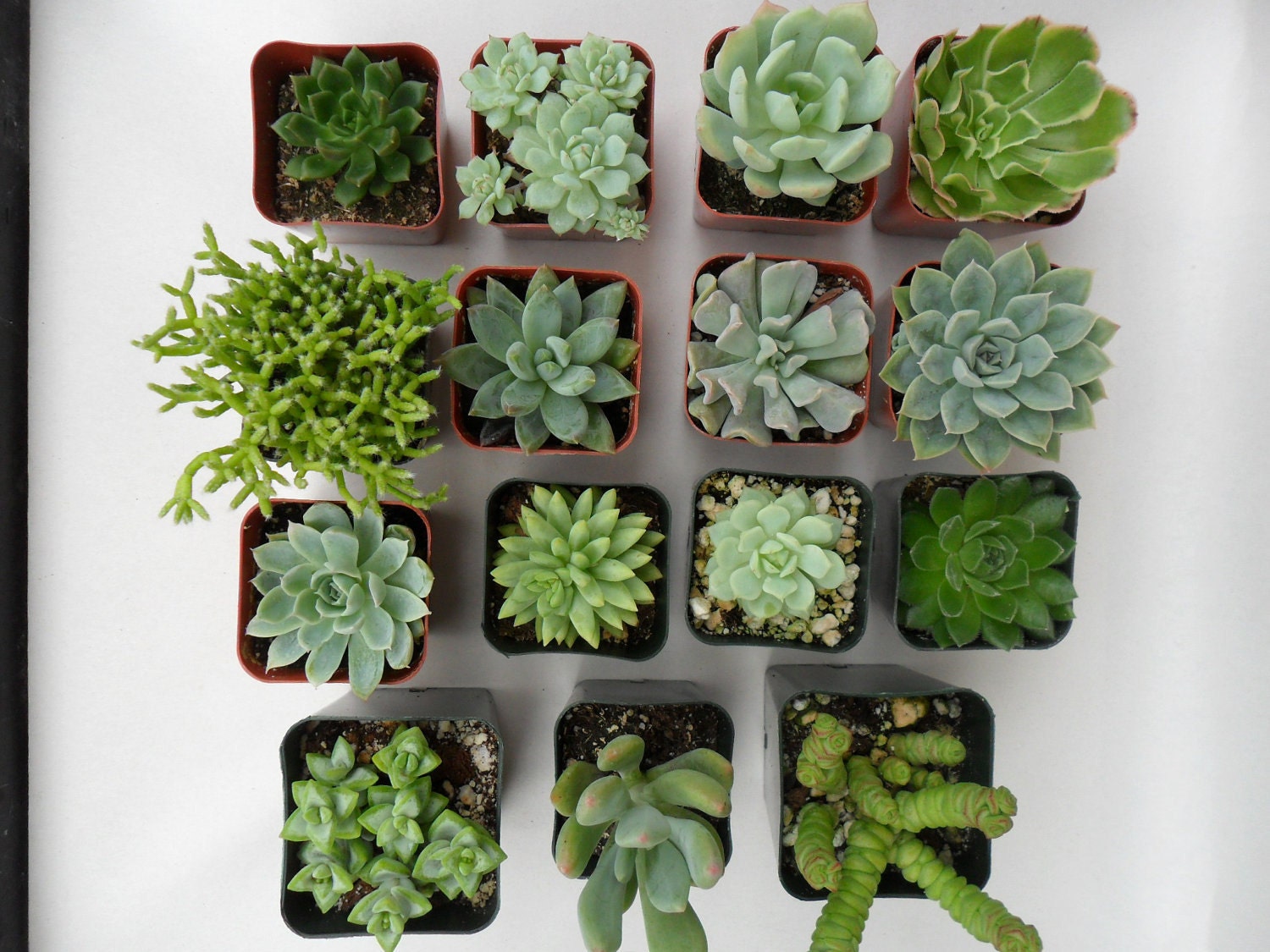 50 Succulent Plants, As Seen In Better Homes And Gardens,  Bouquets, Favors, Grown In Our Greenhouse