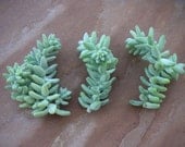 Sedum Burrito Succulent,  Great For Rock Gardens Or Hanging Pots