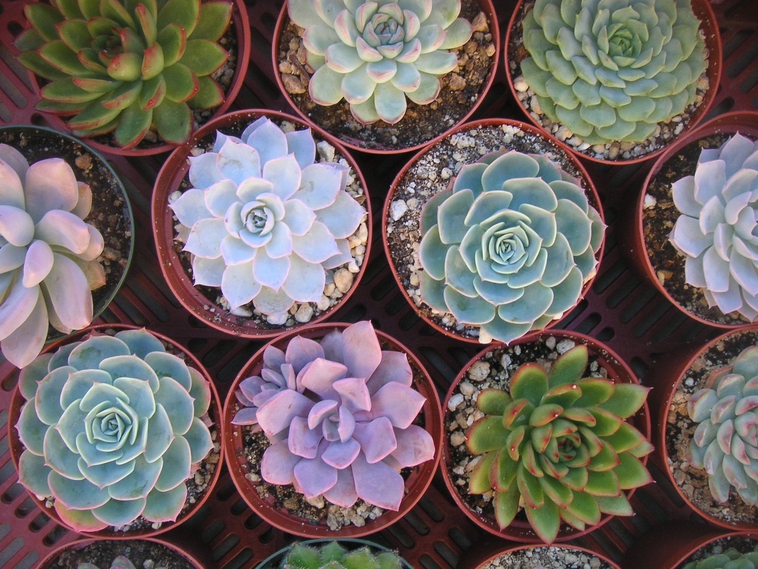 A Collection Of 3 Large Succulent Plants, Great for Weddings, Table Decor and Bouquets