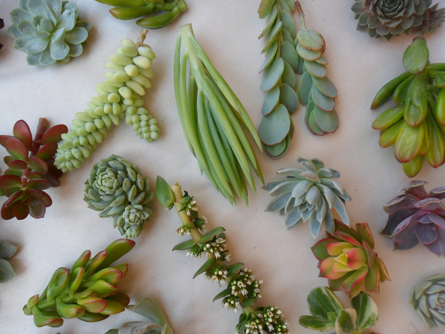 A Collection of 24 Succulents Cuttings, Dish Gardens, Terrariums, Great For Bouquets, Boutonnieres And Table Decor