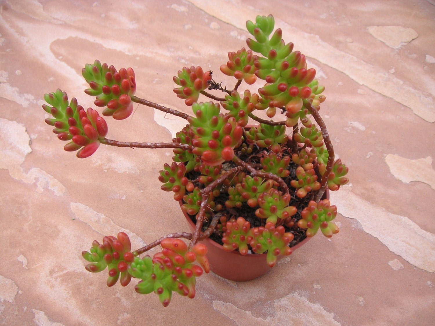 JELLYBEAN SEDUM SUCCULENT