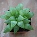 HAWORTHIA RETUSA, WINDOW SUCCULENT