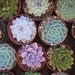 A Collection Of 3 Large Succulent Plants, Great for Weddings, Table Decor and Bouquets