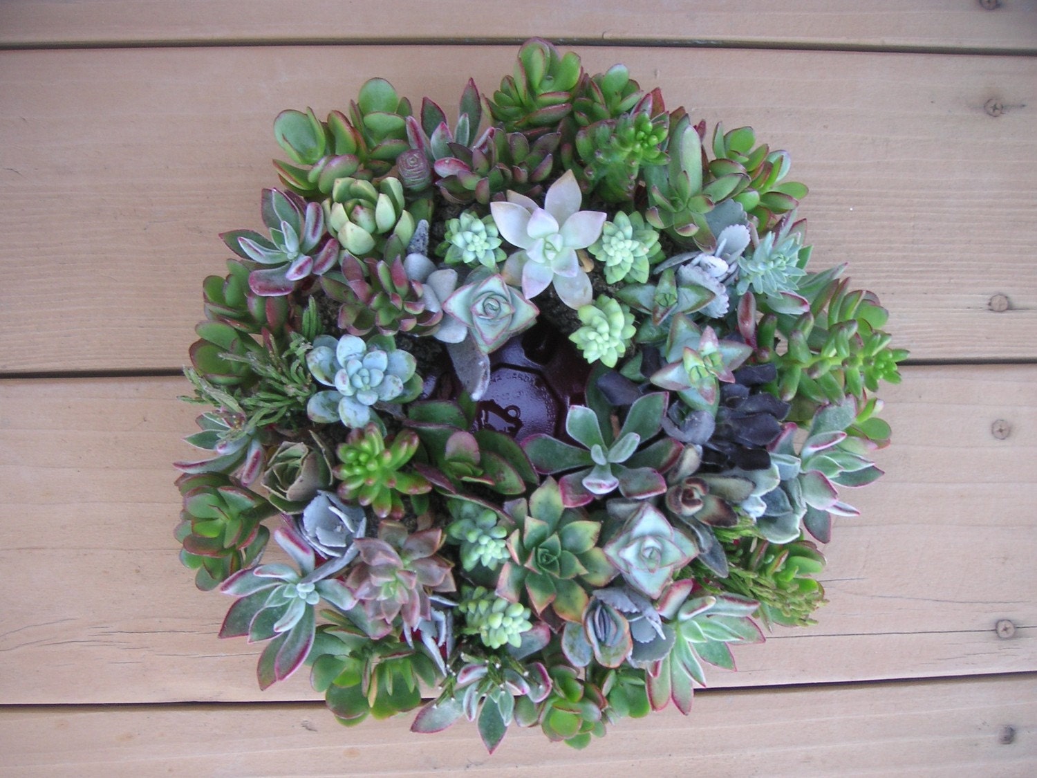 Beautiful Succulent Wreath Centerpiece, Immediate Delivery