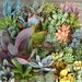 A Collection Of 12 Succulent Plants, Great For Terrarium Projects