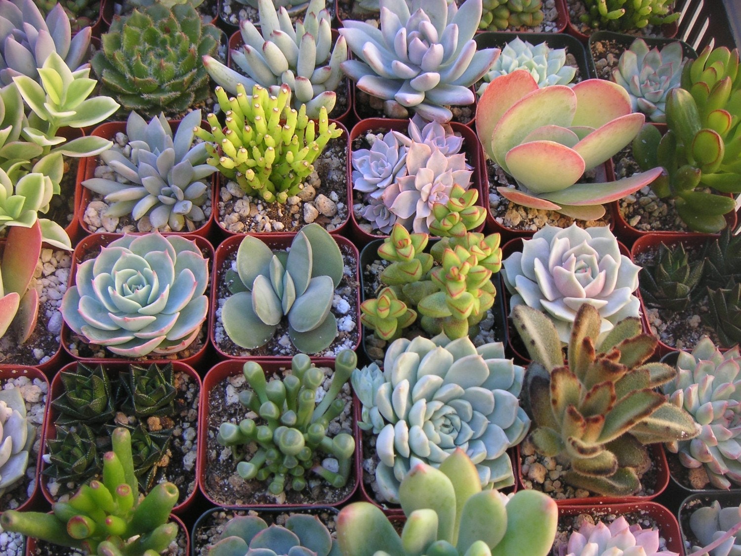 A Collection Of 12 Succulent Plants, Great For Terrarium Projects, Living Walls, Party Favors