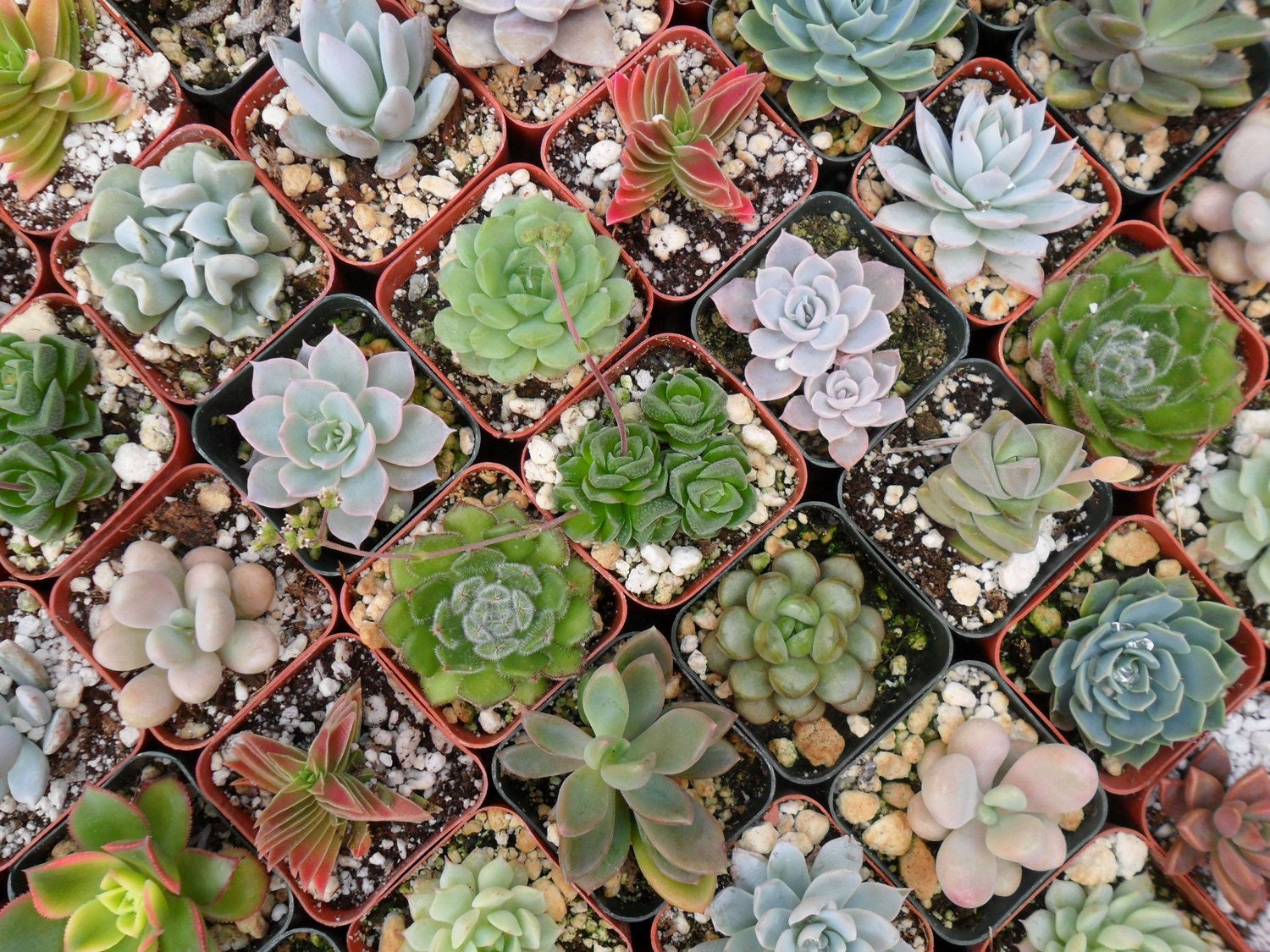 Beautiful Succulent Wreath, Centerpiece , Perfect For Weddings, Garden Parties, Centerpiece, Home Decor and More, Immediate Delivery
