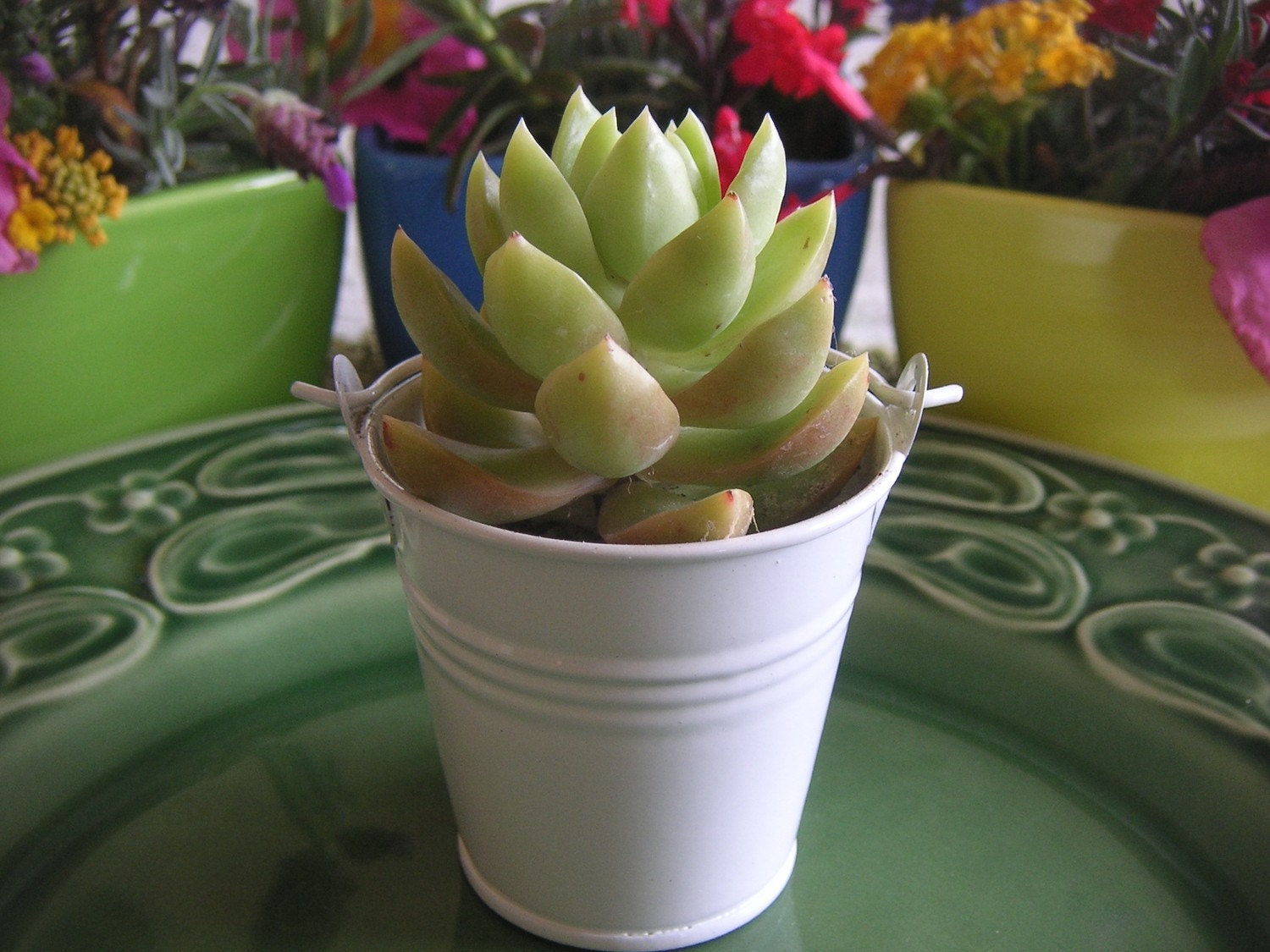 30 Succulents And White Pails, Wedding And Party Favors, Special Event, Shabby Chic