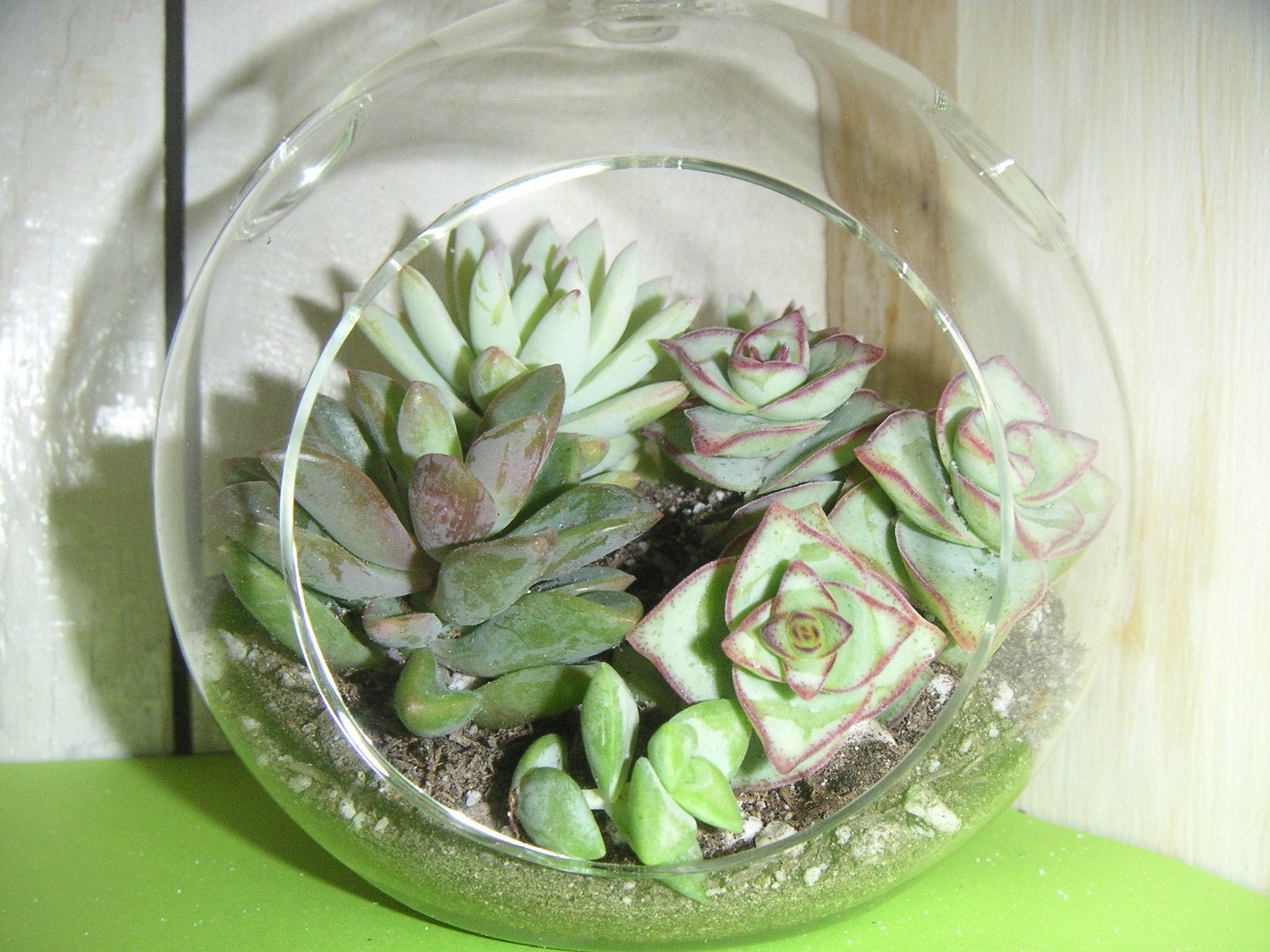 6 Succulent Plants, Great Collection For Terrarium Projects, Special Events, Centerpieces, Container Gardens