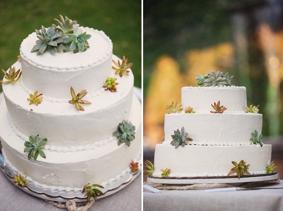 70 QUALITY Succulents Cuttings W/ Rooting Powder, Centerpieces, Favors, Boutonnieres, and Bouquets