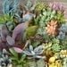 Succulents Galore, A Collection of 12 Succulent Cuttings W/ Rooting Powder, Great For Starting a Garden, Centerpieces and Living Walls