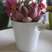 Succulents Galore, A Collection Of 20 Succulents, White Pails And A Charm, Wedding, Shower Favors