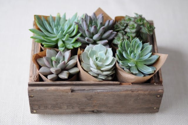 A Great Collection Of 6 Large Succulents From 4 Inch Pots, Wedding Decor