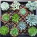 A Great Collection Of 5 Large Succulents For Wedding Decor, Centerpieces And More, Urban Chic