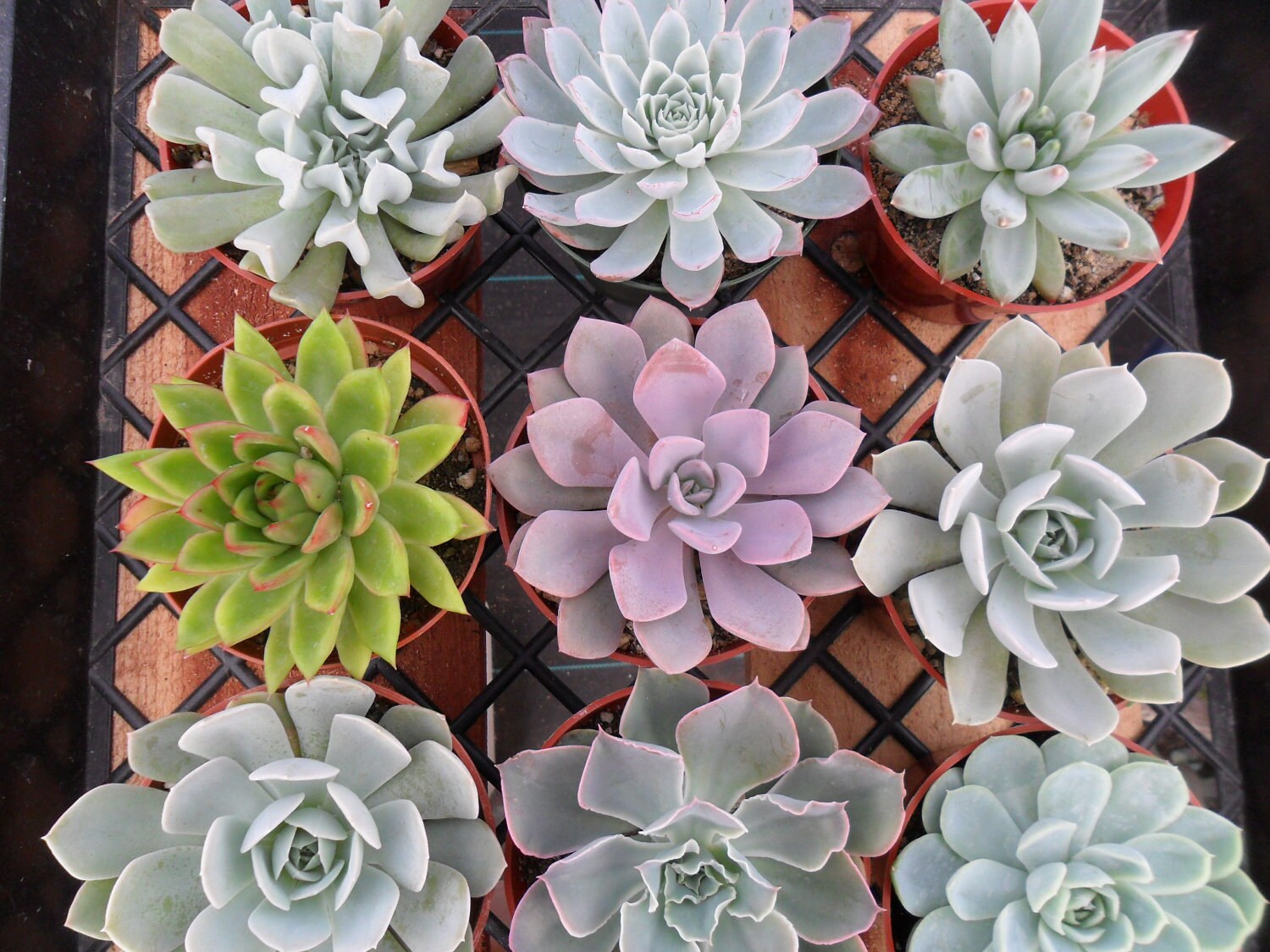 3 Large Succulent Cuttings, Rosettes, Great for Weddings, Cake Topper, Table Decor and Bouquets