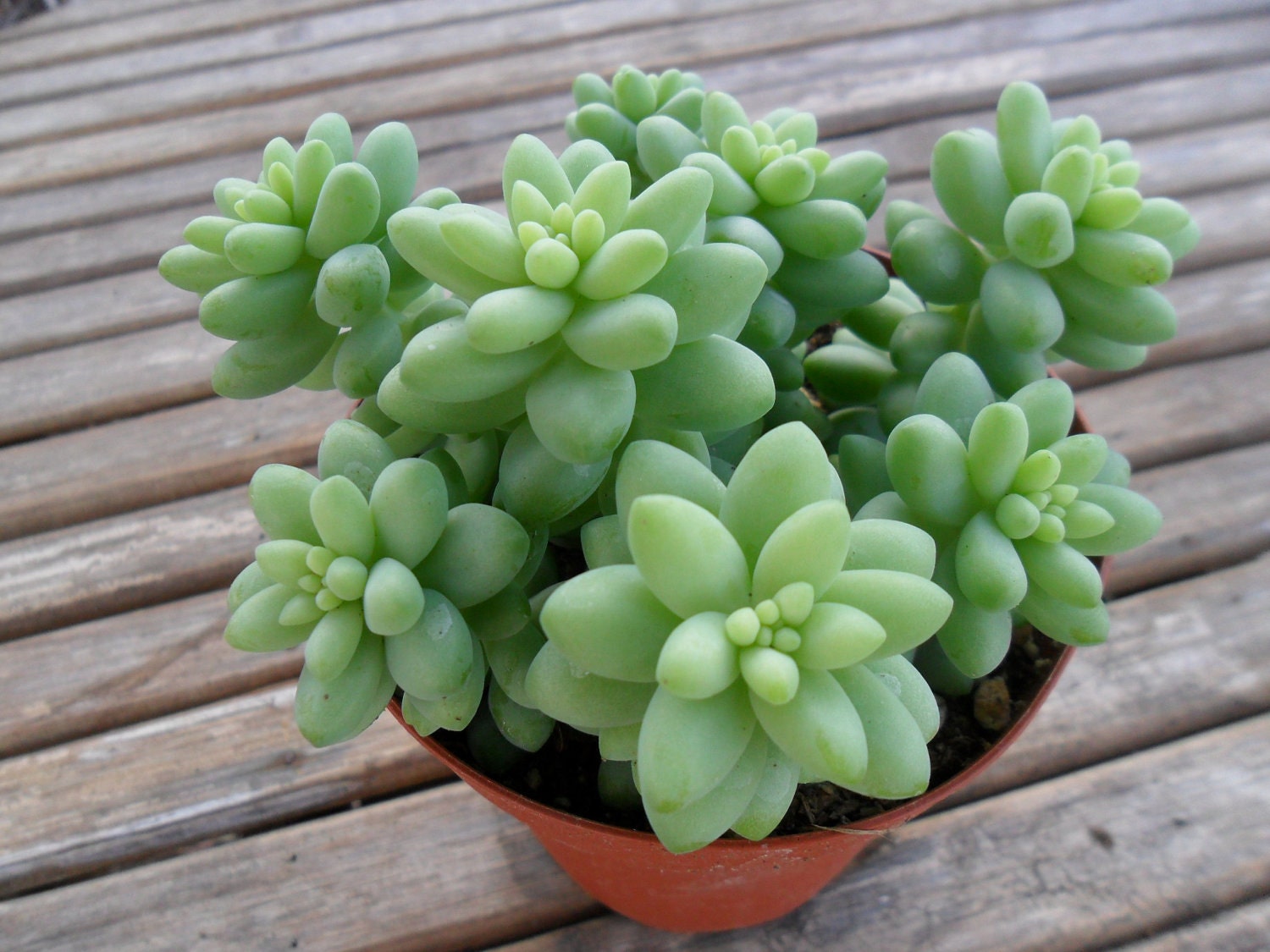 Sedum Burrito Succulent, Great For Rock Gardens, Hanging Pots, Baskets and Dish Gardens