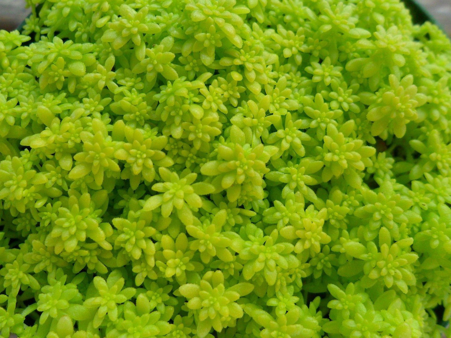 Sedum Succulent, Spreads, Spills Over, Great For Rock Gardens, Hanging Pots, Baskets and Dish Gardens