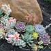 Reserved For Kristina, Succulent Plants, Great For Terrarium Projects, Centerpieces, Container Gardens, Urban Chic