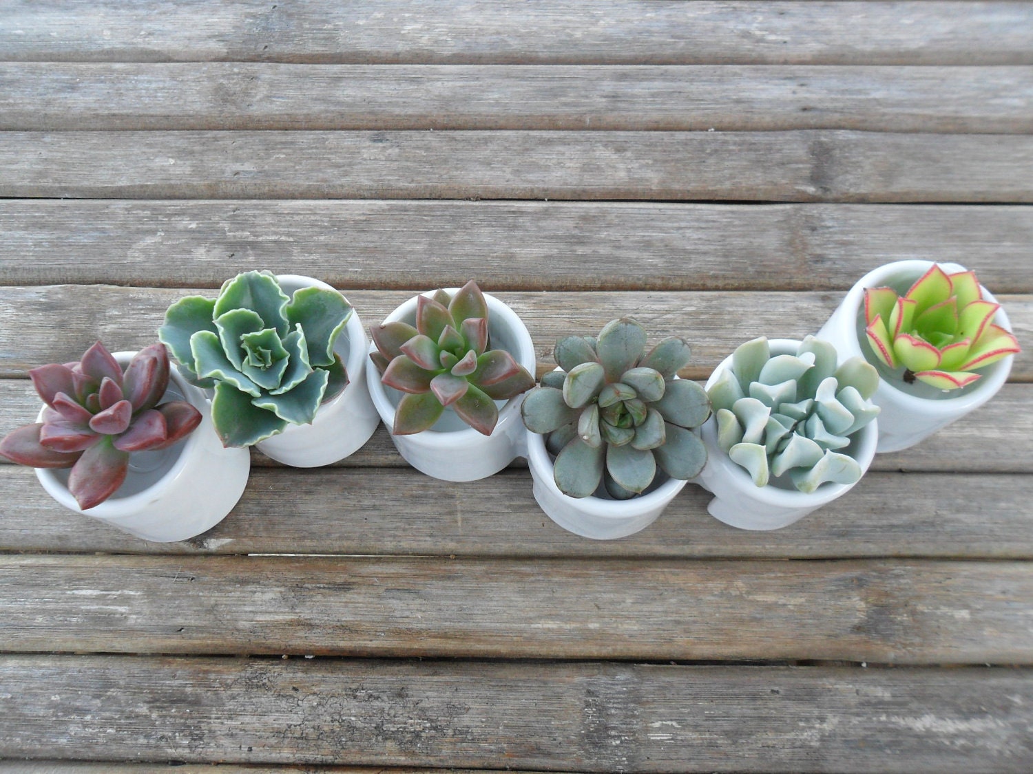 Succulent Centerpiece, White Ceramic, Table Top Decor, Great For A Wedding, Garden Party Or Special Event