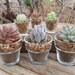 A Collection Of 12 Succulent Plants, Great For Terrarium Projects, Living Walls, Party Favors
