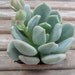 Succulent Plants-2 Graptoveria Moonglow, Container Gardens, Party Favors, Table Decor, Terrariums And More