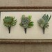 RESERVED For Ashley Mellon, Succulent Rustic Wedding Boutonnieres For Your Wedding, Ship Date July 21