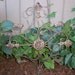 Vintage Metal Farmhouse Wall Art Garden Decor Trellis Shabby Chic Look