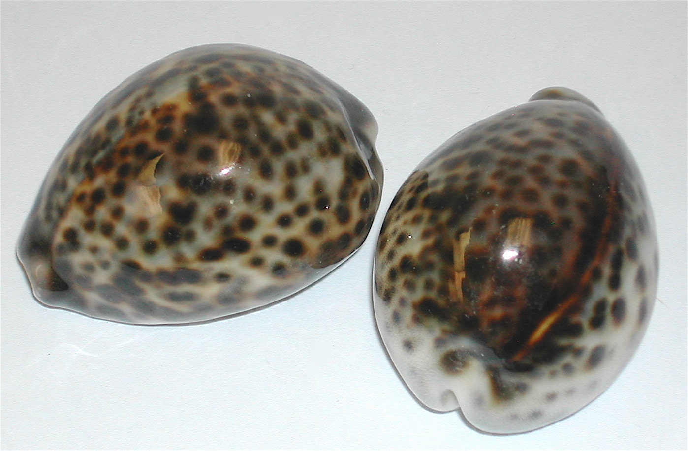 Seashell - 1 Tiger Cowrie Shell