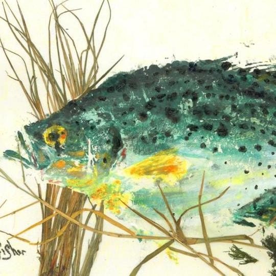 Speckled Perch - "Water Garden" - Gyotaku Fish Rubbing - Limited Edition Print (18 x 12)
