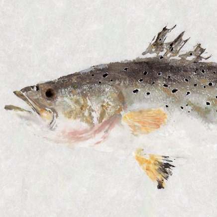 Seatrout - Gyotaku Fish Rubbing - Limited Edition Print (20.25 x 8.75)
