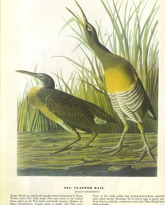 1953 Audubon Birds of America Color Book Plate--Colorful--8.75 x 12