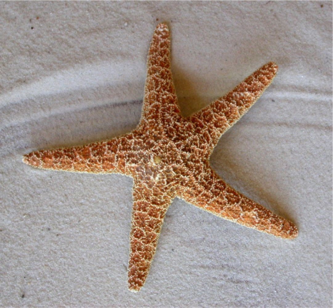 starfish og