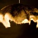 White heat Reindeer and Baltic Birch pendant light