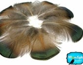 Pheasant Feathers, 1 Pack - GREEN BRONZE Golden Pheasant Plumage feathers : 375