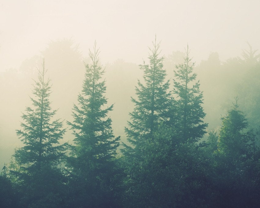 Landscape Photograph - Trees, Green And Blue Decor, Magical, Caliofrnia - Going The Distance 8x10
