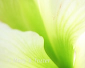 Green Flower Photography 'Snow White' Amaryllis Petals 5x7 bright chartreuse lime green abstract macro photo floral wall art