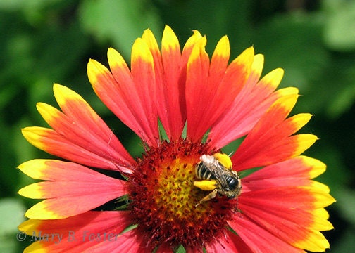 Bee on Gaillardia Blanket Flower Photograph 7x5 bright red flower macro photo yellow green summer nature photography