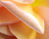 Flower Photography 'Abraham Darby' Rose Petals 5x7 peach, apricot, pink, yellow, abstract macro fine art floral photograph - MaryFosterCreative