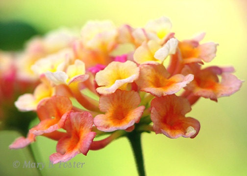 Lantana Flower Photograph Yellow Orange Pink Lime Green 7x5 fine art macro floral photography bright wall decor nature photo