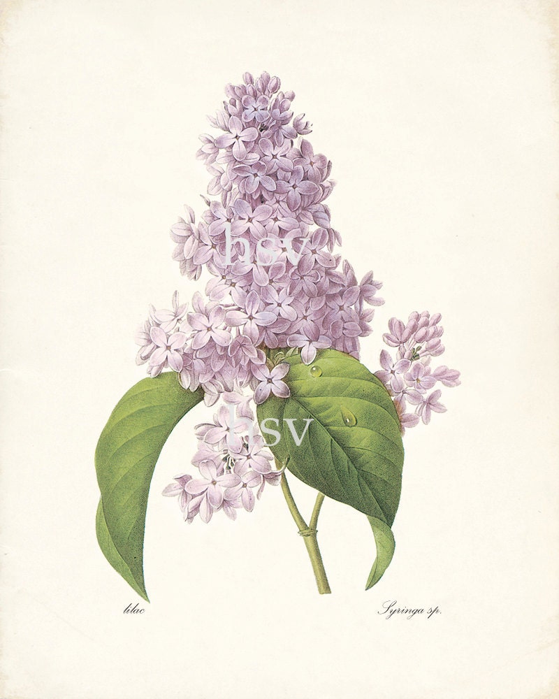 Lilac Illustration  - Redoute Natural History Botanical Wall Decor Print 8x10 - HighStreetVintage